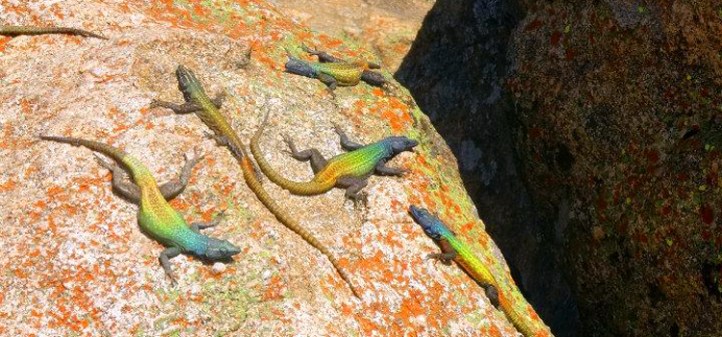 llangardaixos matopos a reveure