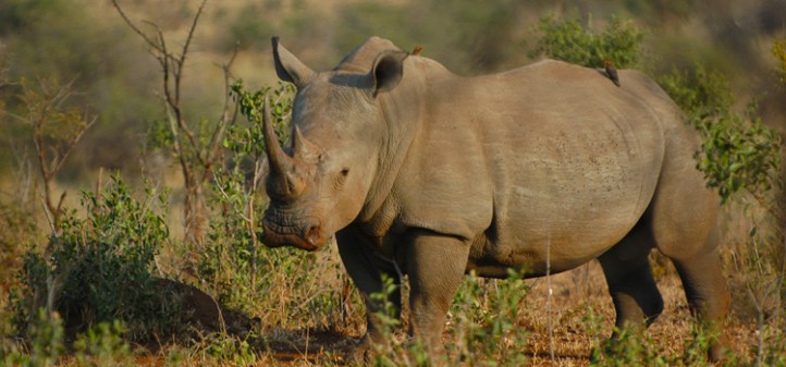 rinoceront matopos a reveure