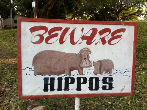 beware hippos