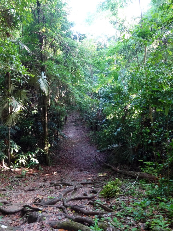 tikal-camins-temples