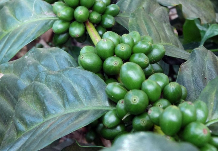 antigua-azotea-cafetals